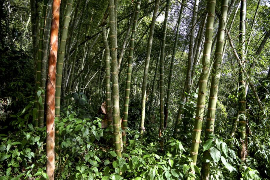 Bosque, Colombia