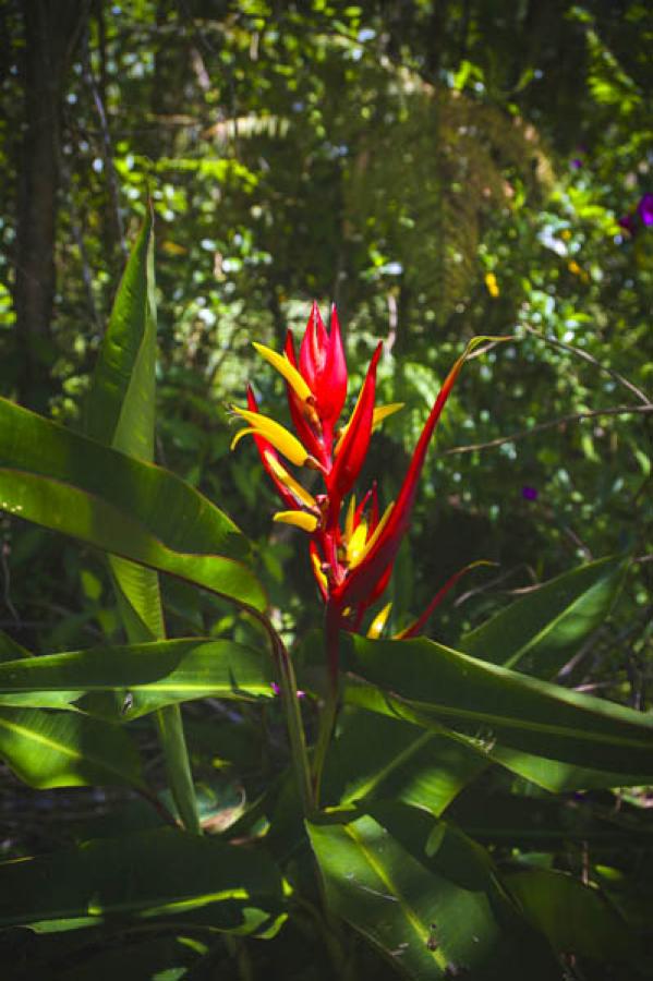 San Agustin, Huila, Colombia