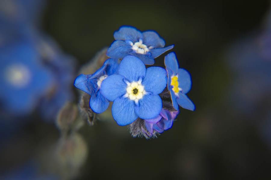 Flores, Colombia