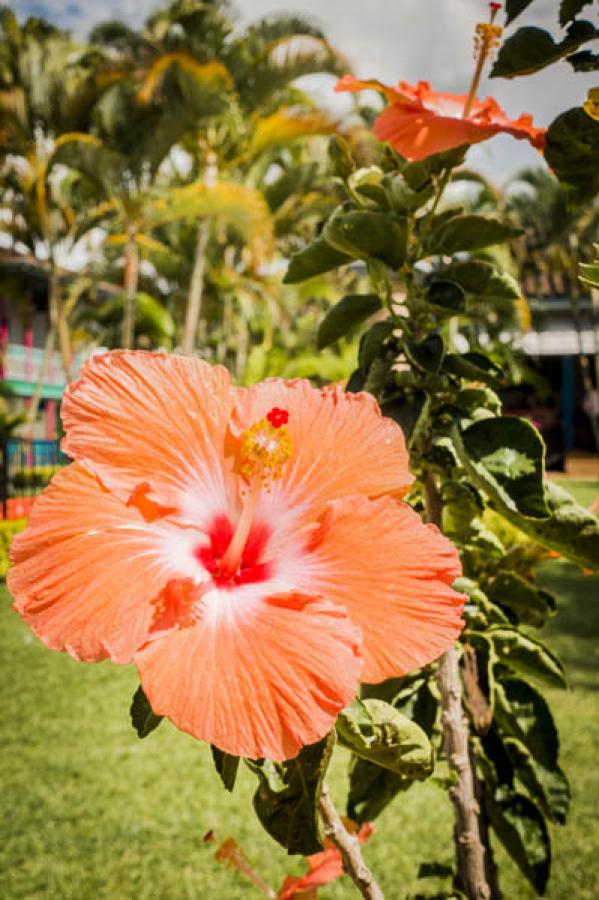 Flor, Colombia