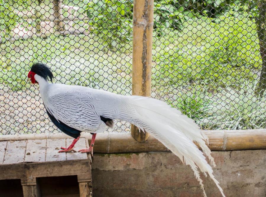 Panaca, Quimbaya, Quindio, Colombia