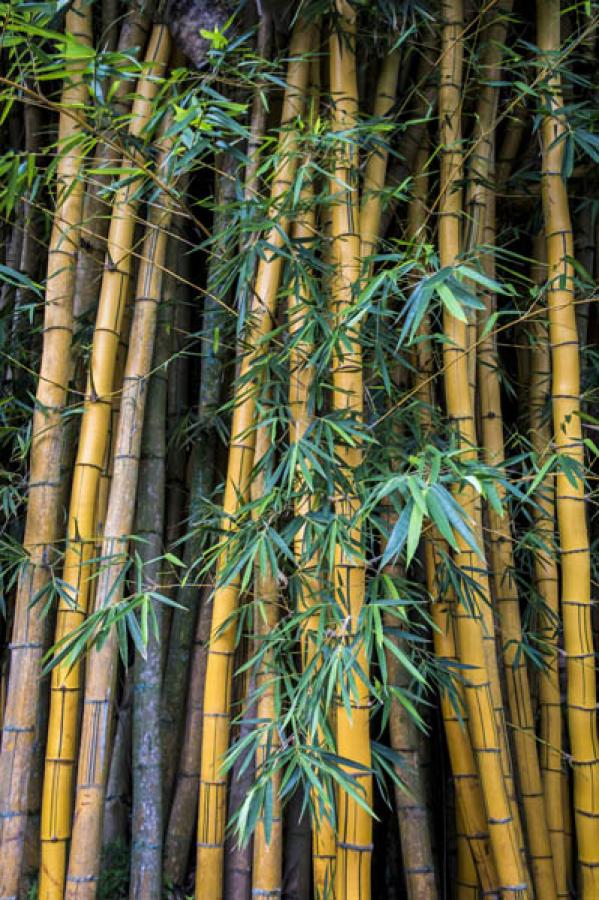 Bambu, Colombia