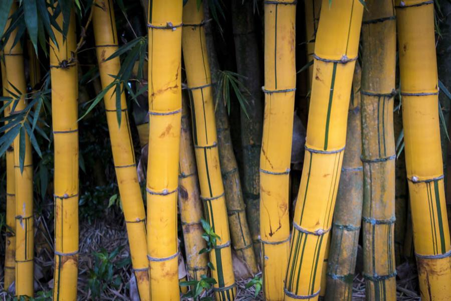 Bambu, Colombia