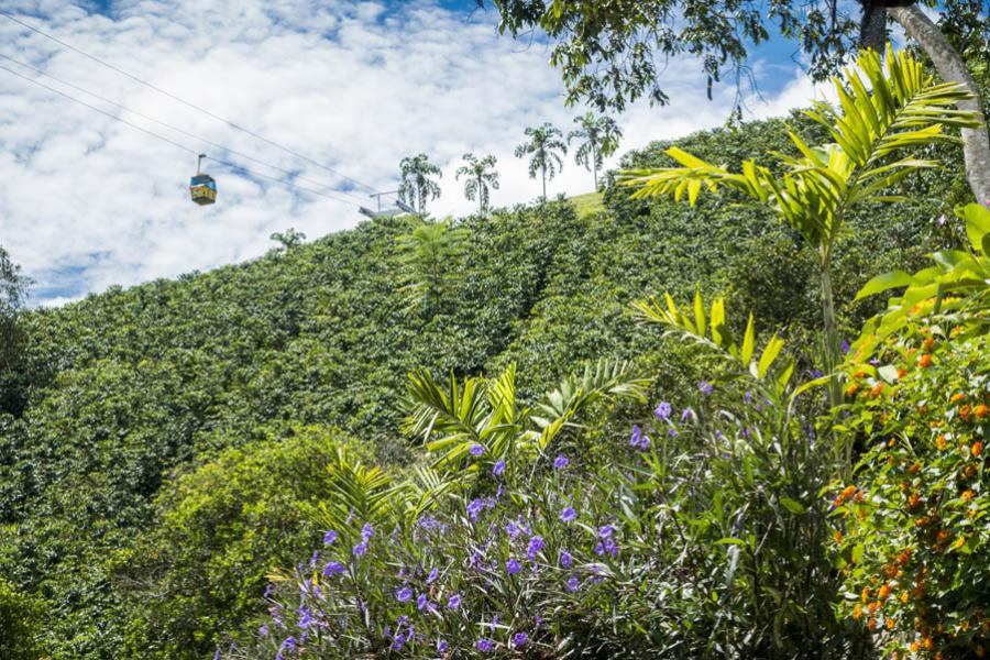 Parque Del Cafe, Quindio, Colombia