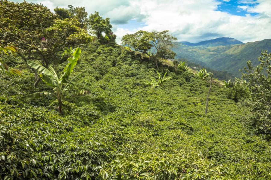 Cafetal, Nariño, Colombia