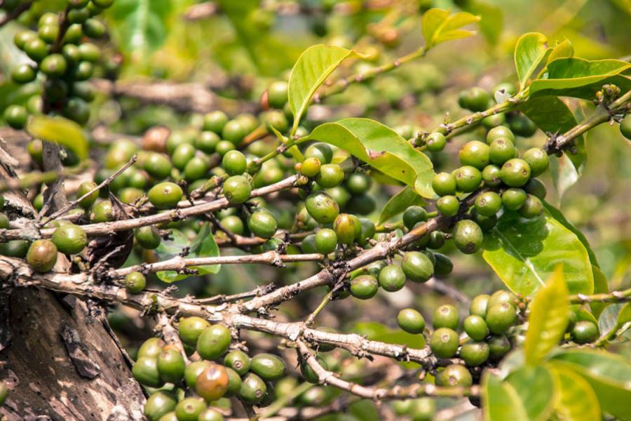 Cafeto, Colombia