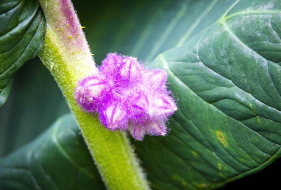 Plantas, Colombia