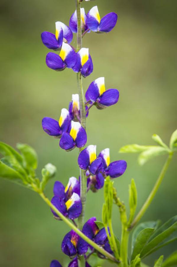 Flores, Colombia