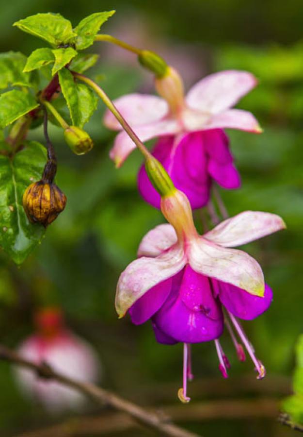 Flores, Colombia