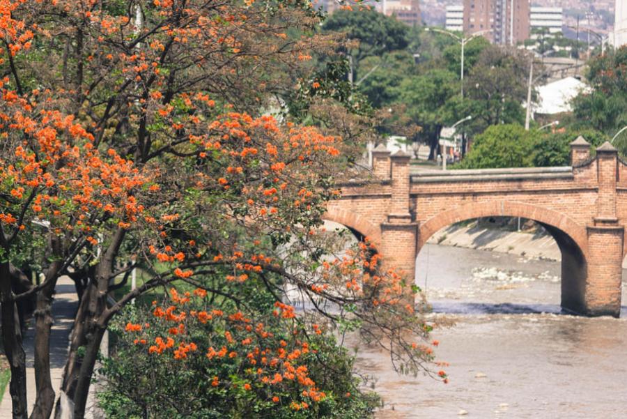 Guayacanes, Medellin, Antioquia, Colombia