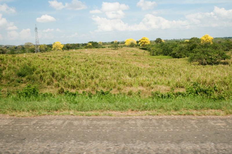 Vegetacion el la Carretera a la Costa, Santa Marta...