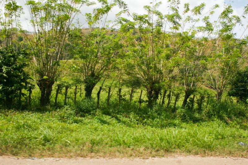 Vegetacion el la Carretera a la Costa, Santa Marta...