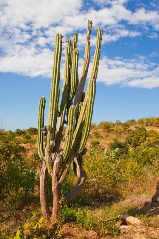 Cactus en Mamancana, Santa Marta, Magdalena, Colom...