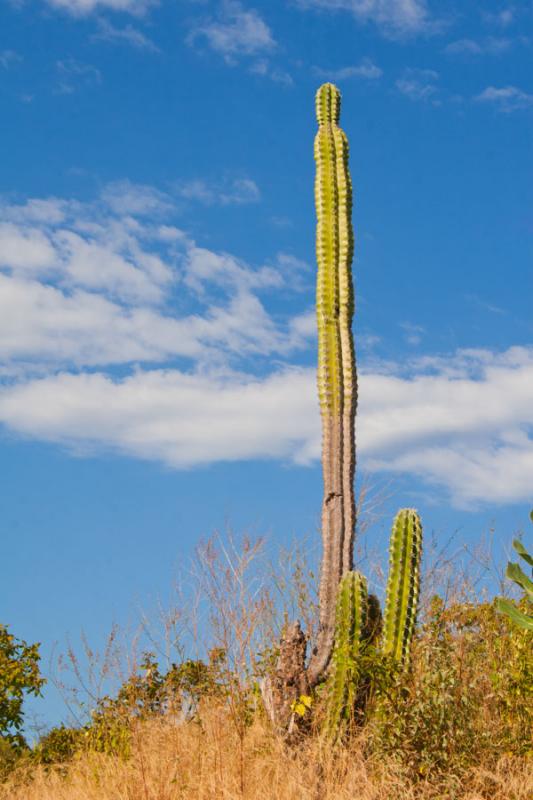 Cactus en Mamancana, Santa Marta, Magdalena, Colom...