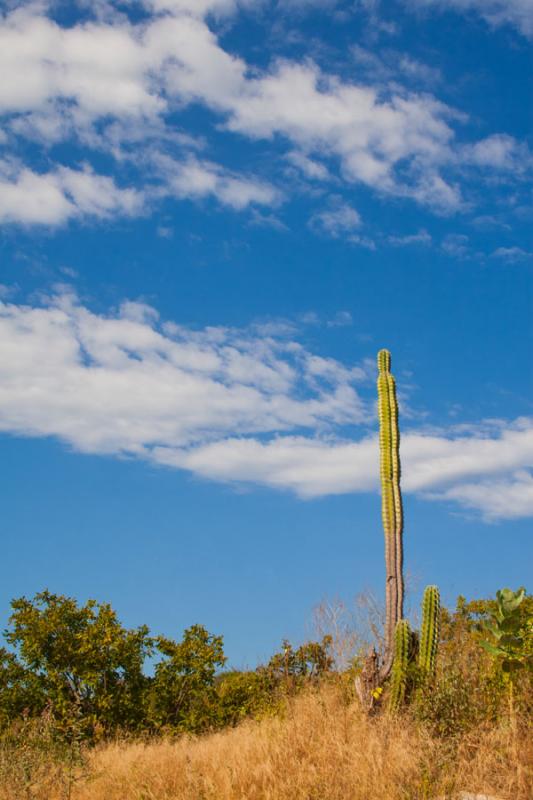 Cactus en Mamancana, Santa Marta, Magdalena, Colom...