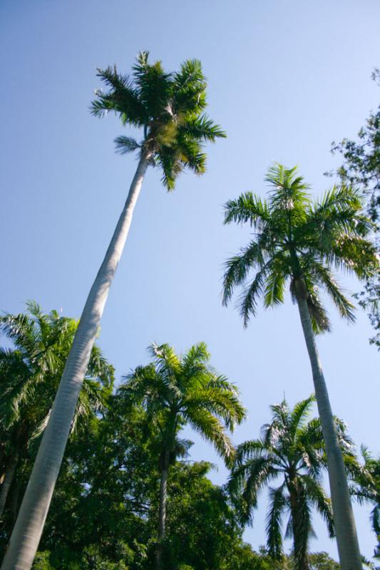 Quinta de San Pedro Alejandrino, Santa Marta, Magd...