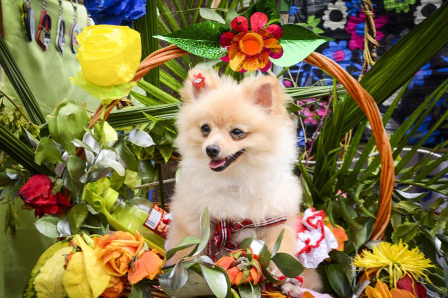 Perro en Cesta de Flores