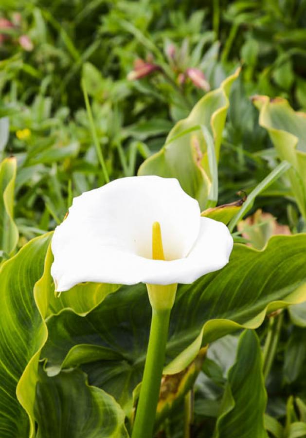 Calas Blancas