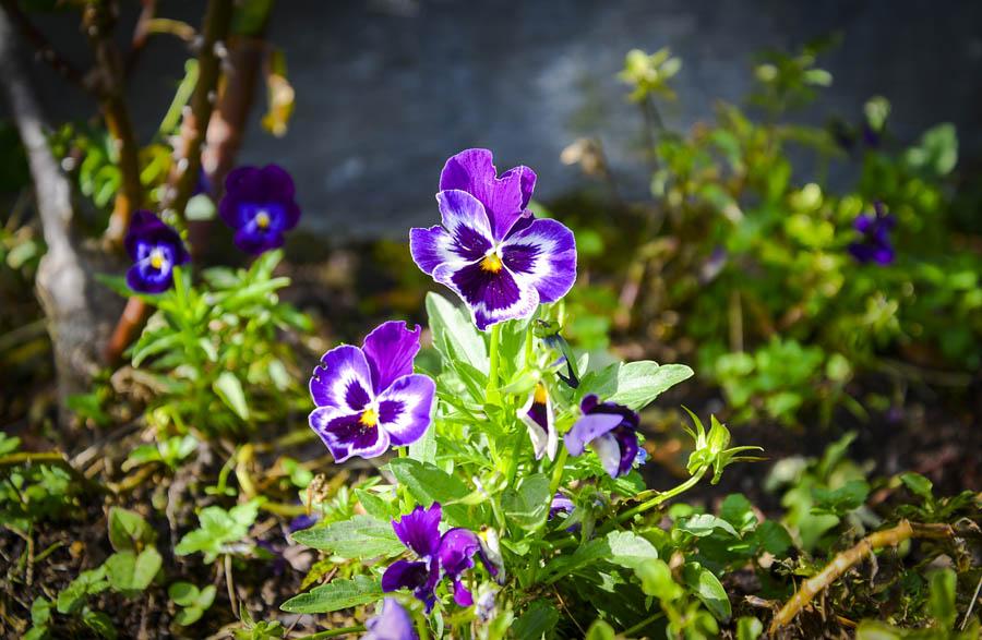 Flor Morada