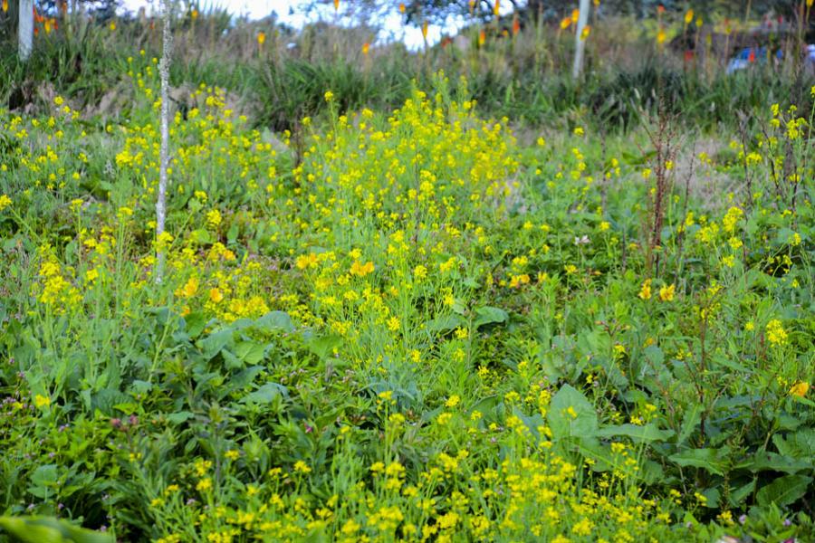 Flores Amarillas