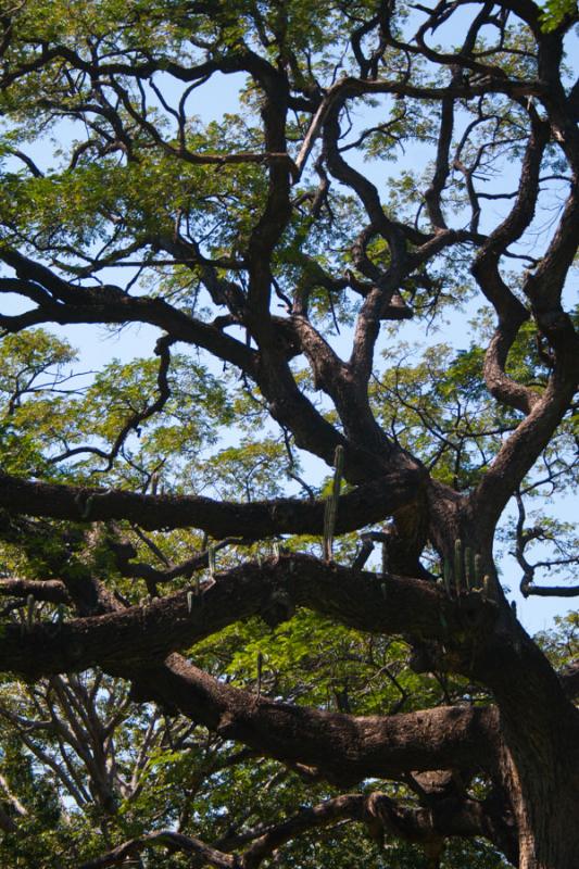 Quinta de San Pedro Alejandrino, Santa Marta, Magd...