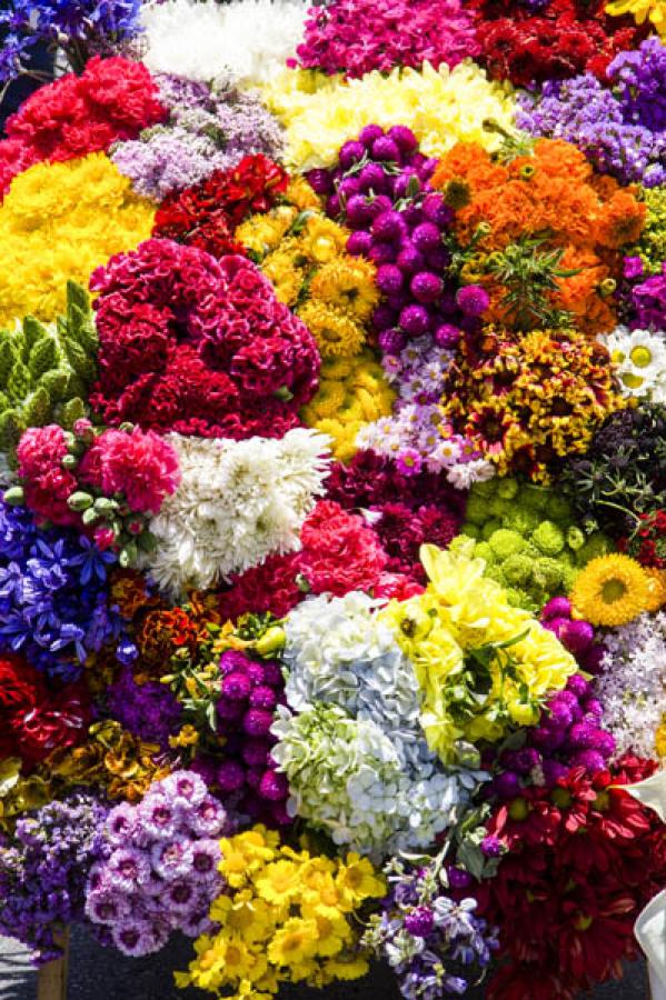 Flores de Colores