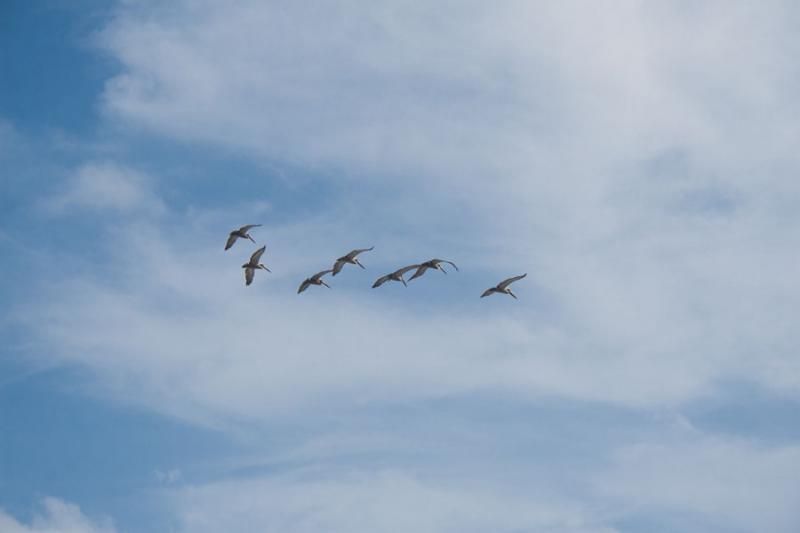 Pelicanos Volando, Tayrona, Santa Marta, Magdalena...
