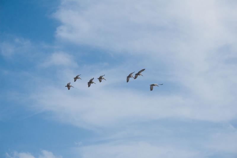 Pelicanos Volando, Tayrona, Santa Marta, Magdalena...