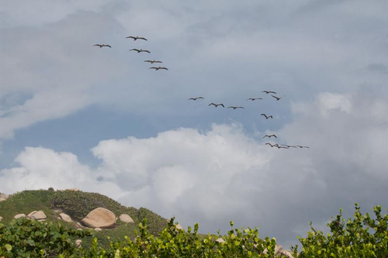 Aves Volando en el Parque Nacional Tayrona, Santa ...