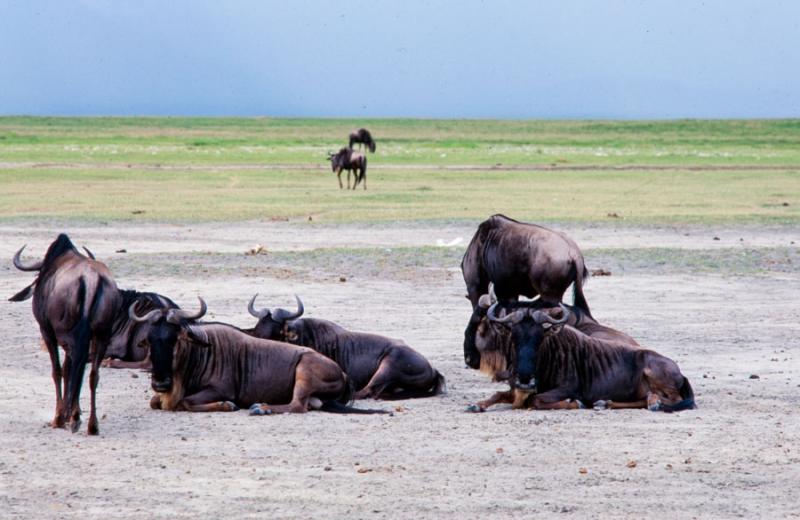 Ã‘ues en la Reserva Natural Ngorongoro, Tanzani...