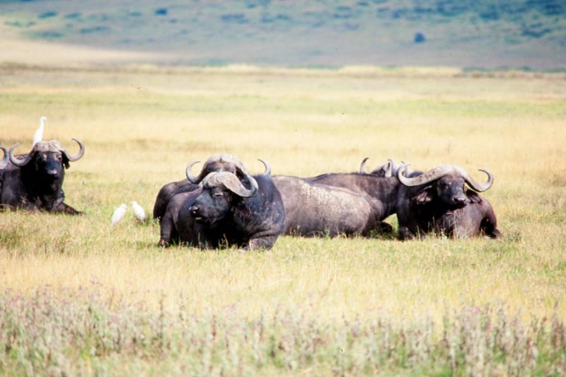 Bufalos la Reserva Natural Ngorongoro, Tanzania, D...