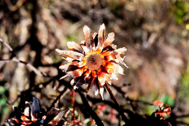 Flor del Parque Nacional Kilimanjaro, Tanzania, Do...