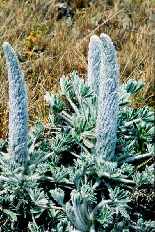 Lupinus Planta de Paramo, Parque Nacional Natural ...