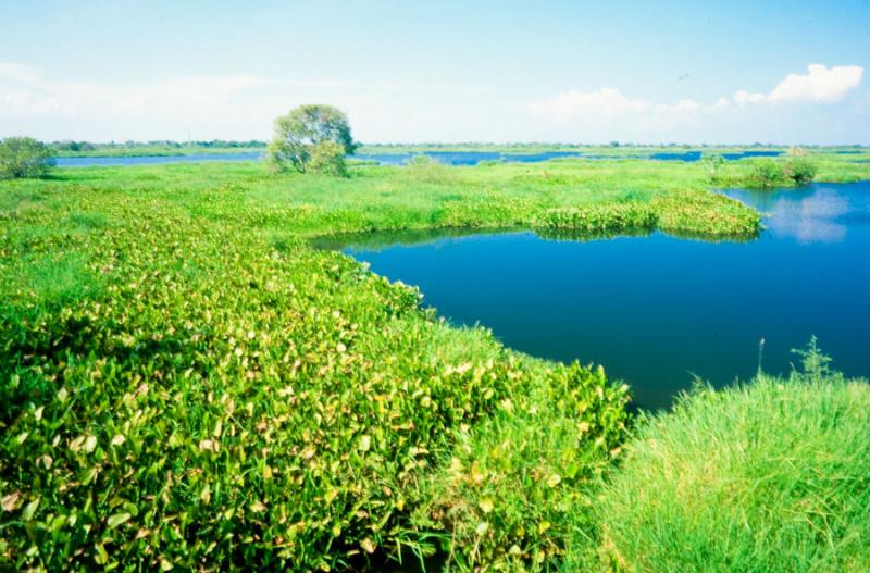 Cienaga en los Alrededores de Mompox, Bolivar, Col...