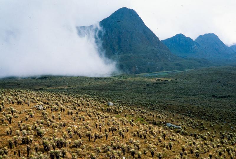 Paramo del Sector de Bocagrande, Parque Nacional N...