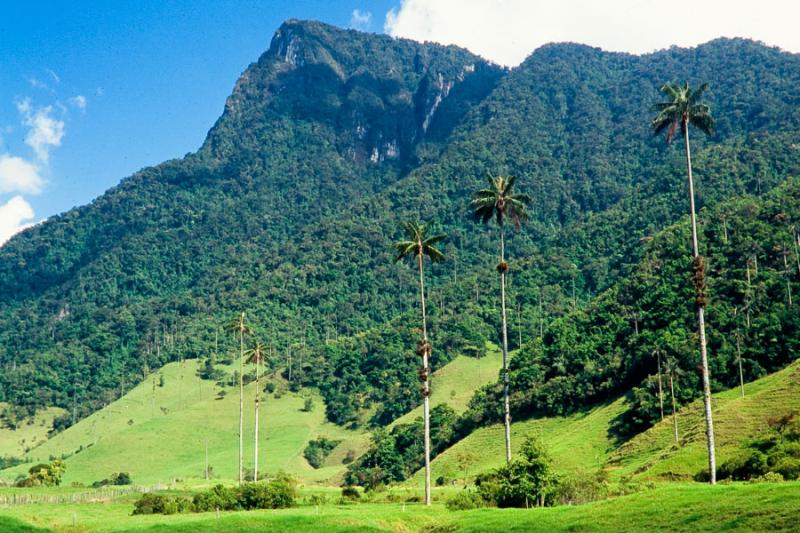 Palmas de Cera, Cerro Morro Gacho, Valle de Cocora...