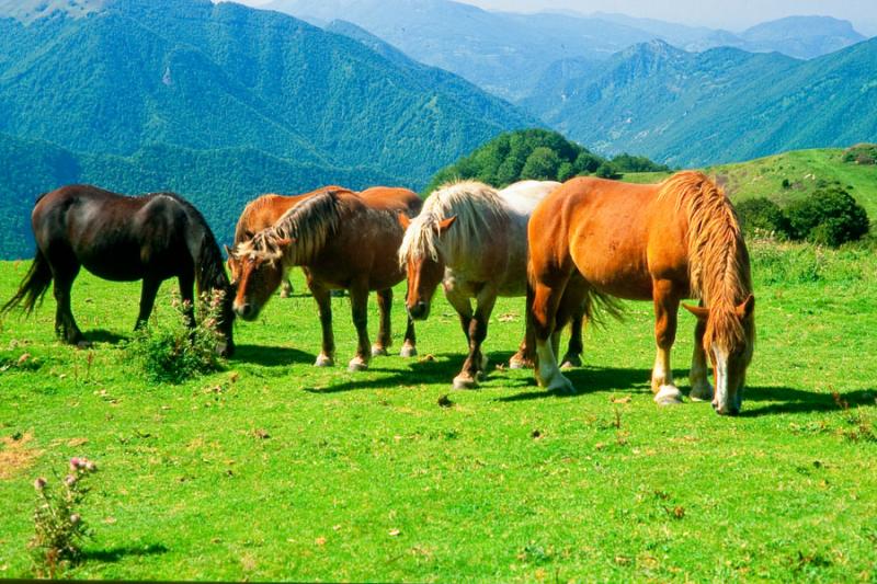 PottÃ¶k Caballos Tipicos del Pirineo Vasco, Fran...