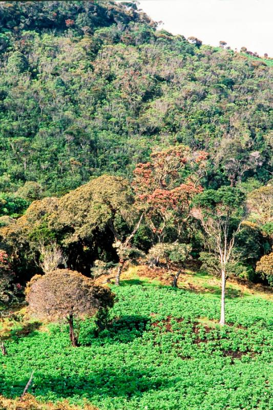 Sembrado de Papa y Reductos de Bosque Andino, Parq...