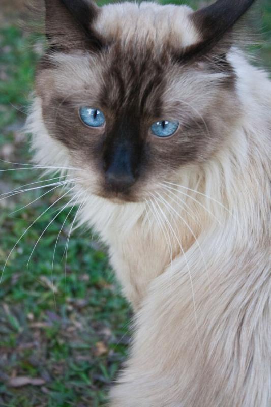 Primer Plano de un Gato