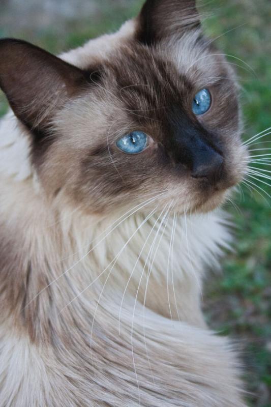 Primer Plano de un Gato