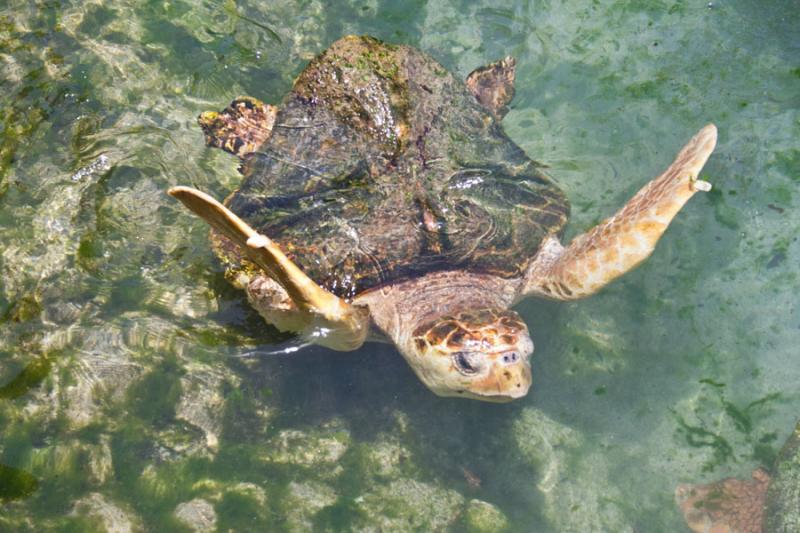 Primer Plano de una Tortuga de Mar