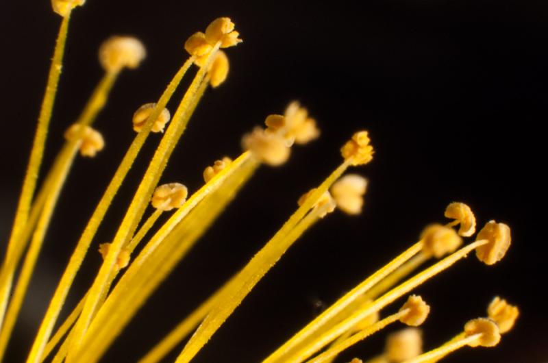 Pistilos de una Flor