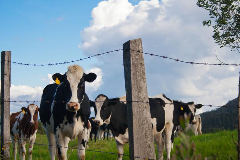 Vacas en el Campo