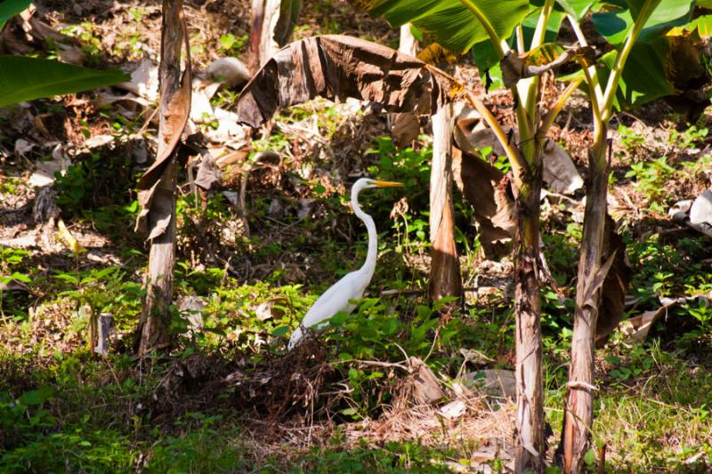 Garza Blanca, Isla Fuerte, Bolivar, Cartagena, Col...