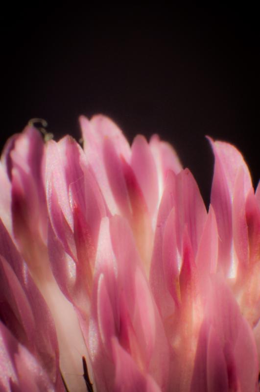 Petalos de una Flor