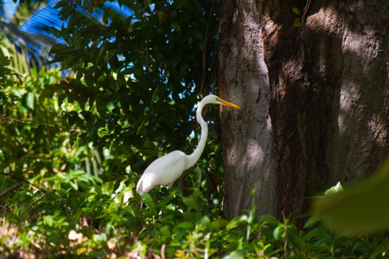 Garza Blanca, Isla Fuerte, Bolivar, Cartagena, Col...