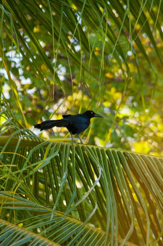 Quiscalus mexicanus, Isla Fuerte, Bolivar, Cartage...