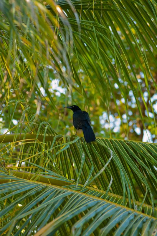 Quiscalus mexicanus, Isla Fuerte, Bolivar, Cartage...