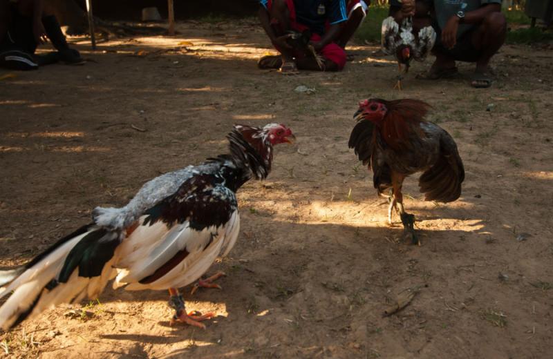 Pelea de Gallos, Isla Fuerte, Bolivar, Cartagena, ...