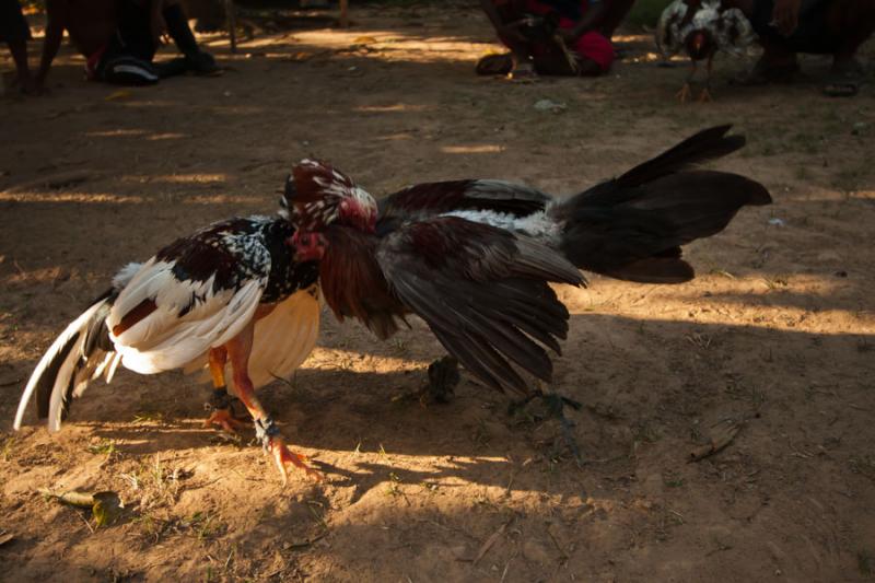 Pelea de Gallos, Isla Fuerte, Bolivar, Cartagena, ...